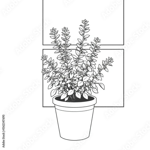 A potted marjoram plant on a windowsill