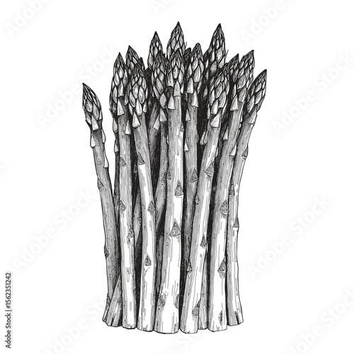 An artistic, monochromatic illustration of fresh asparagus spears. Depicting their natural form, this piece captures the essence of this versatile vegetable in a simple, elegant design.