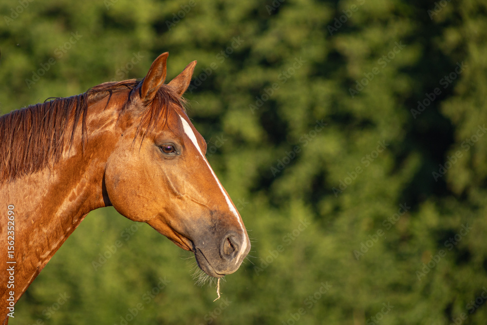 Naklejka premium Profil eines von der Morgensonne vergoldeten aufmerksamen Pferdes vor unscharfem grünem Hintergrund