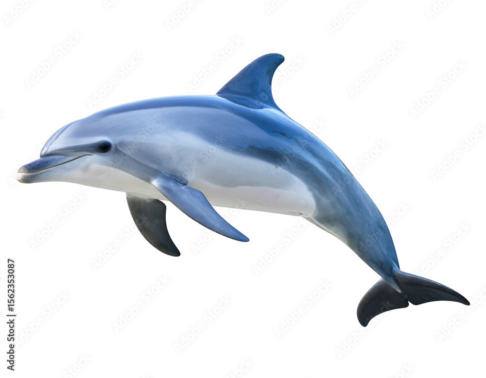 Dolphin isolated on transparent background. Dolphin isolated on transparent background.