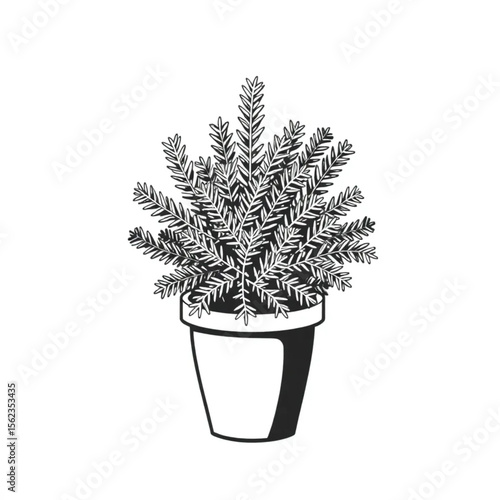 A potted rosemary bush on a doorstep
