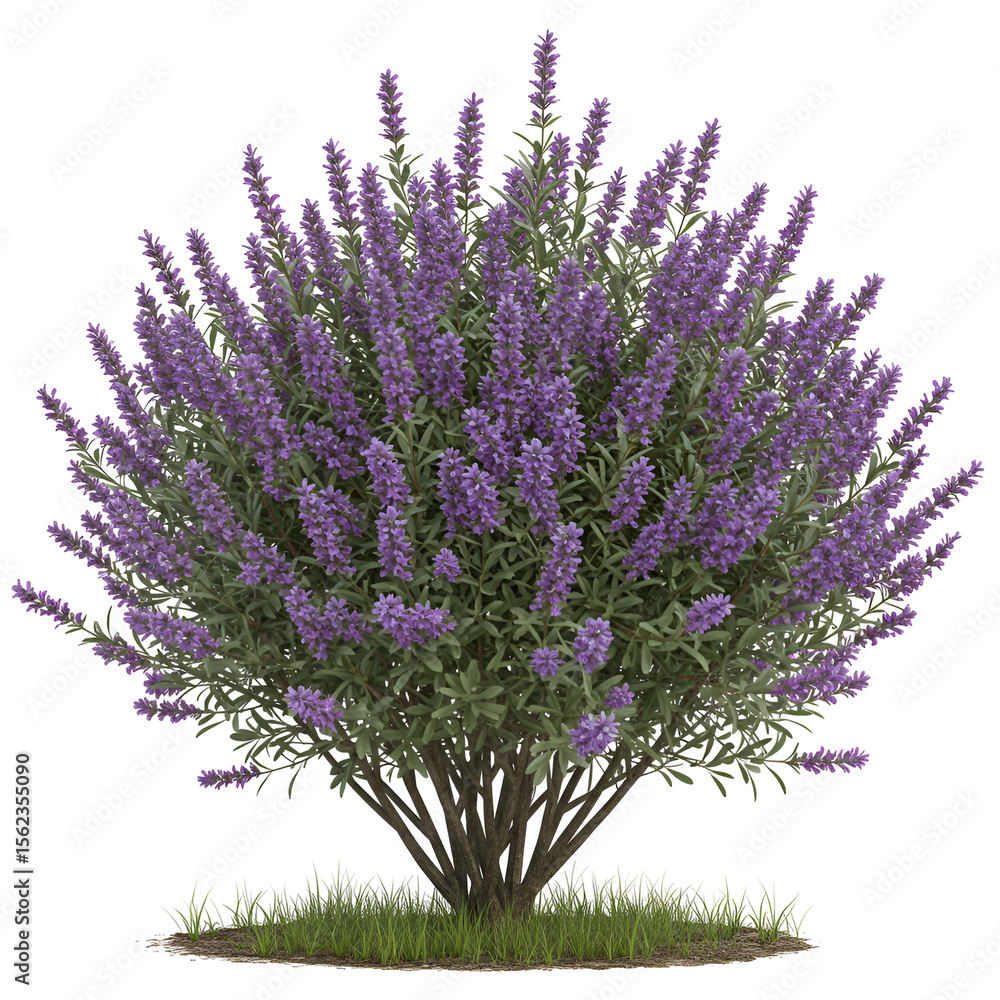 Fototapeta premium Desert Lavender Shrub with Aromatic Gray-Green Leaves and Flower Clusters