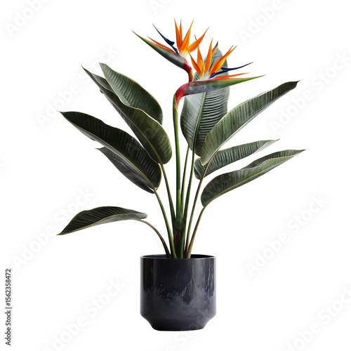 Potted plant isolated on white background