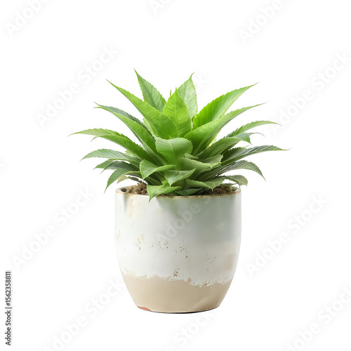 Potted plant isolated on white background
