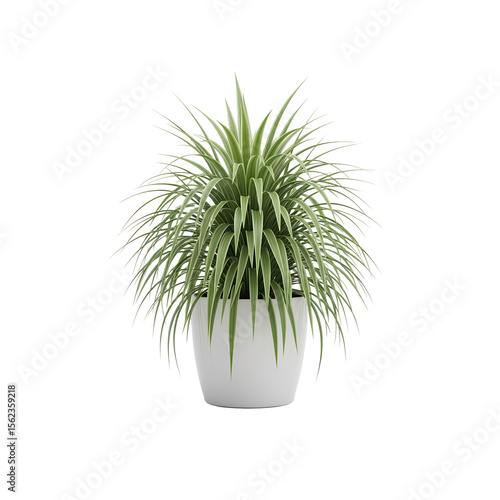 Potted plant isolated on white background