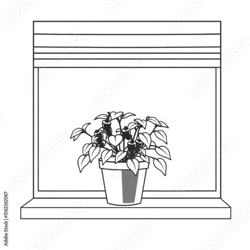 A potted chilli plant on a windowsill