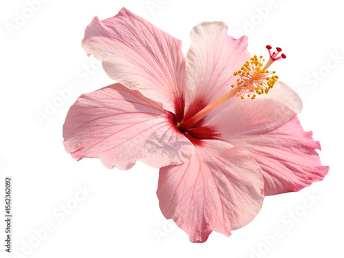 A single pink hibiscus flower isolated on transparent background