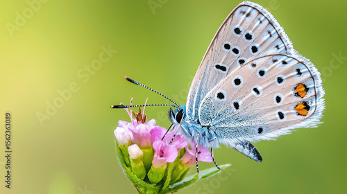 Wallpaper Mural A blue butterfly is sitting on a pink flower Torontodigital.ca