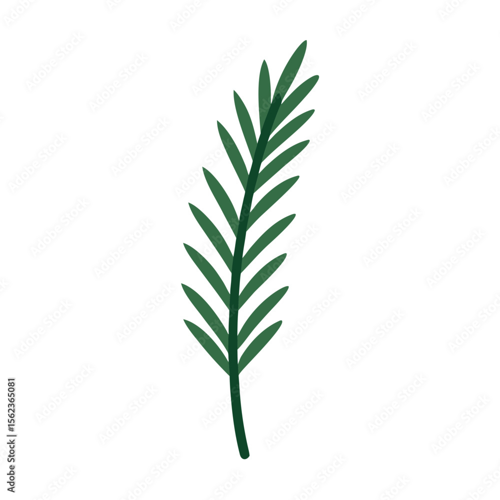 Fototapeta premium rosemary on white background