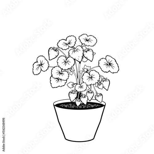 A potted strawberry plant on a balcony