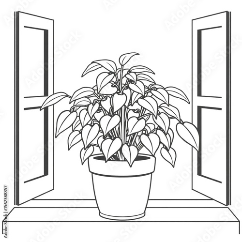 A potted chilli plant on a windowsill