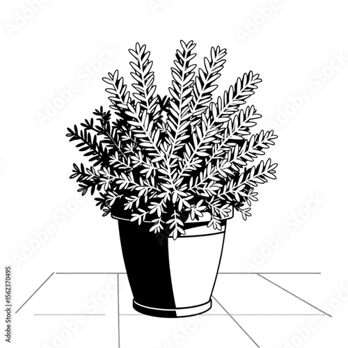 A potted rosemary bush on a patio