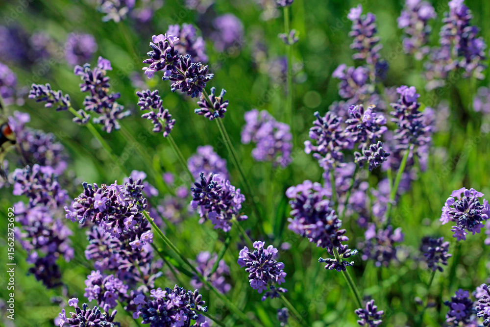 Obraz premium lavender