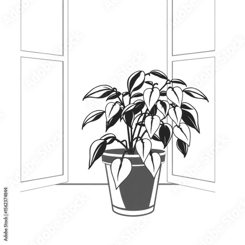 A potted chilli plant on a windowsill