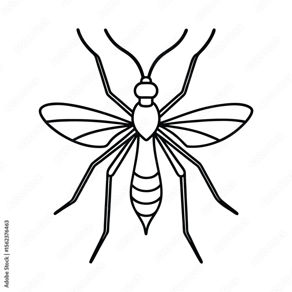 Obraz premium crane fly insect line vector illustration