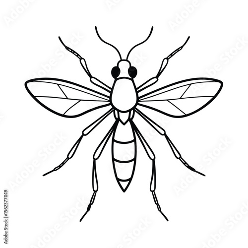 fungus gnat insect line vector 