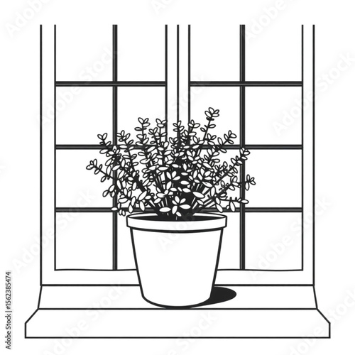 A potted thyme plant on a windowsill