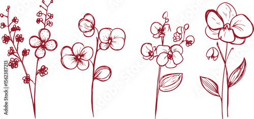 set of vector line art sketch drawings of orchid flower