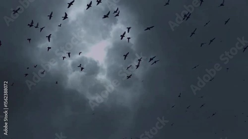 Flock of birds on the ground, flock of birds flying in the sky, flock of birds
