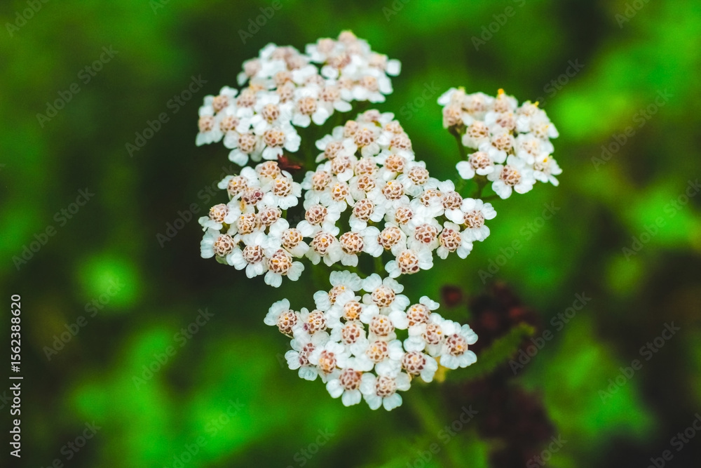Bright white flowers in natural green setting during sunny daylight hours Bright white flowers in natural green setting during sunny daylight hours