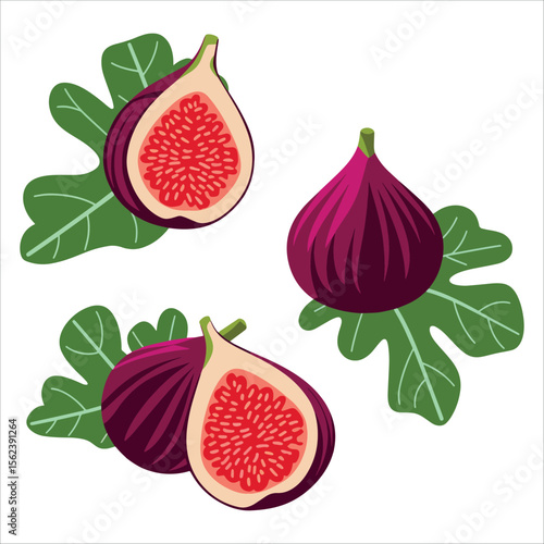 Fresh fig collection whole and sliced views. Sweet summer fruit graphic perfect for organic food packaging and recipe tutorials.