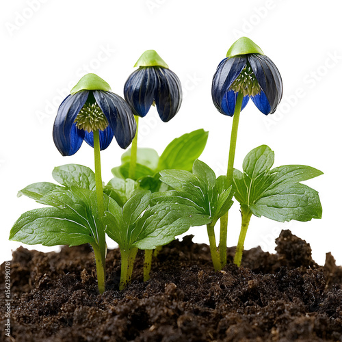 Three Dark Blue Flowers Emerging from Soil