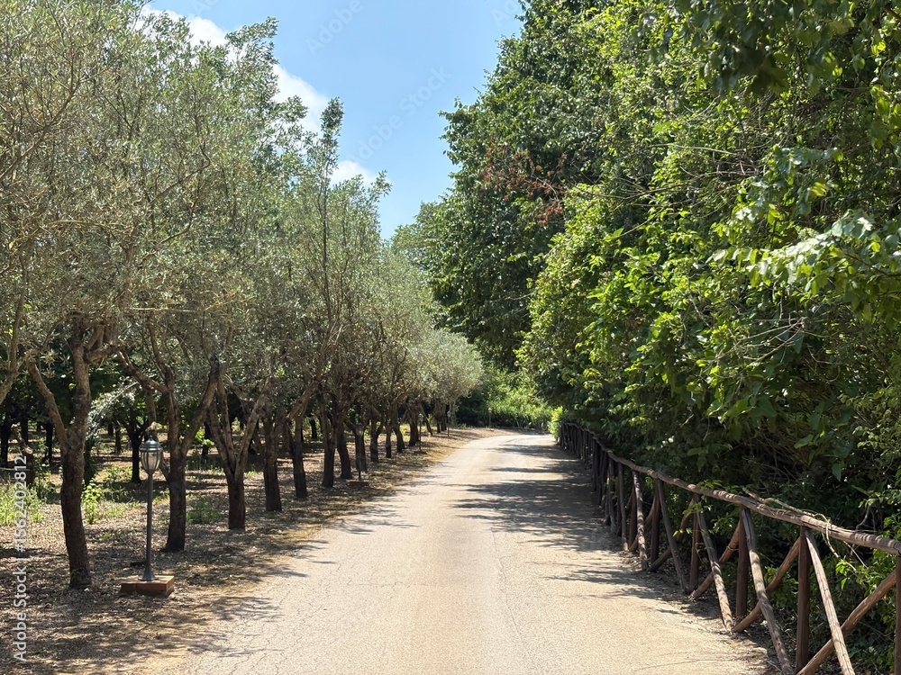 dirt road with fence that runs alongside olive grove dirt road with fence that runs alongside olive grove