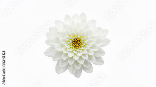 Single white flower with yellow center isolated on a plain white background. Suitable for botanical, floral, or nature design projects requiring a clean isolated element.