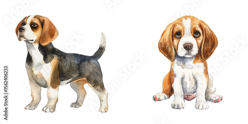 cute beagle watercolor vector illustration