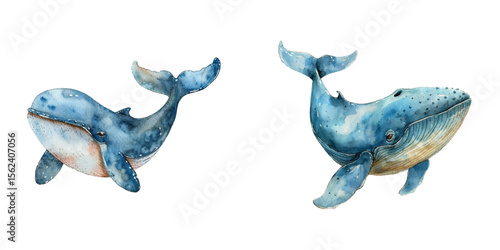 cute blue whale watercolor vector illustration