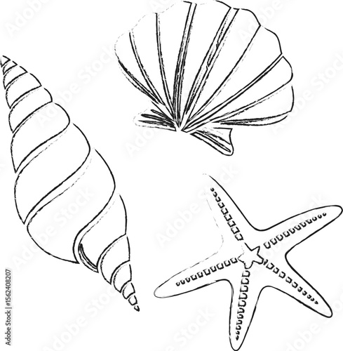 Hand-Drawn Seashell Collection Vector – Monochrome Doodle Illustration
