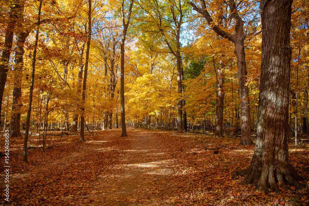 Obraz premium Nature fall weather. Seasonal forest. Natural fallen leaves. Autumnal leaves on tree. Autumnal season nature. Bright color fall. Autumn season. Fall leaves change color. Autumn colors