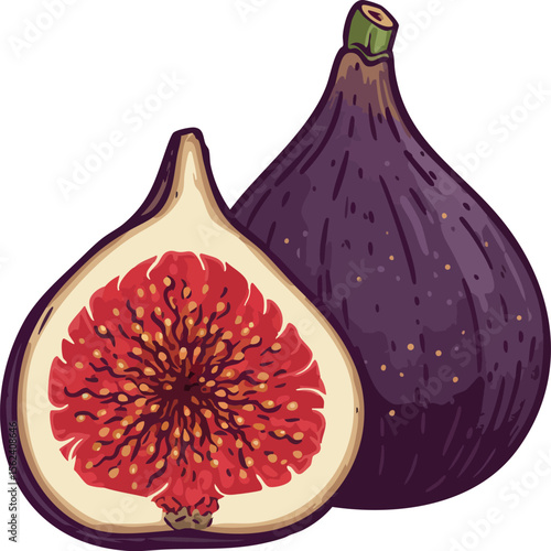 Fig fruit illustration with purple skin and red interior detailed vector drawing 