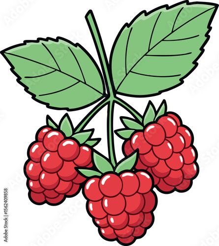 Raspberry fruit cluster with green leaves vector illustration in bright colors 