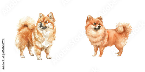 pomeranian watercolor vector illustration