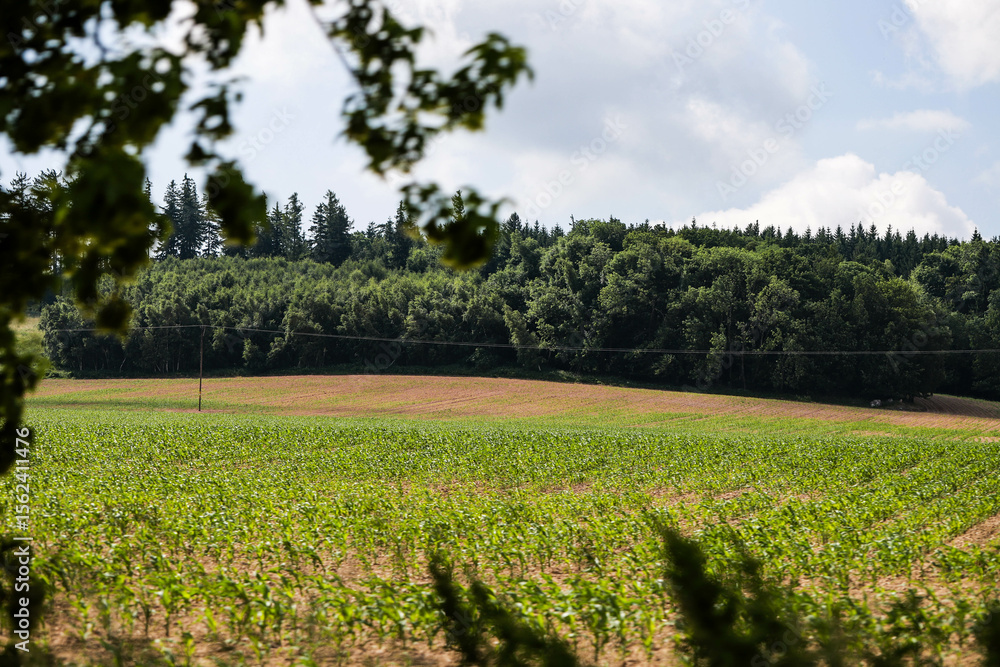 Fototapeta premium Wide Open Nature Fields and Forest Beneath the Sky