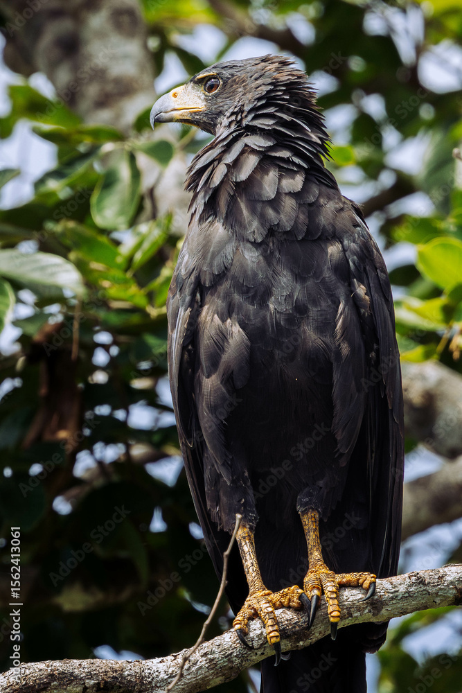 Great black hawk (Buteogallus urubitinga) perched on a tree branch, showing plumage details and powerful talons. Great black hawk (Buteogallus urubitinga) perched on a tree branch, showing plumage details and powerful talons.
