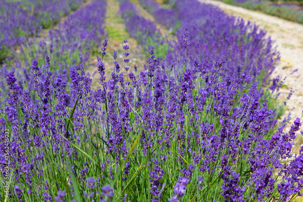 Naklejka premium Lavender field. Blooming lavender bushes.