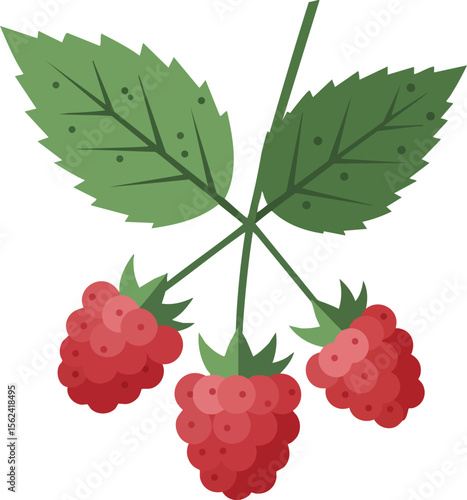 Raspberry fruit with green leaves vector illustration showing fresh ripe berries natural design 