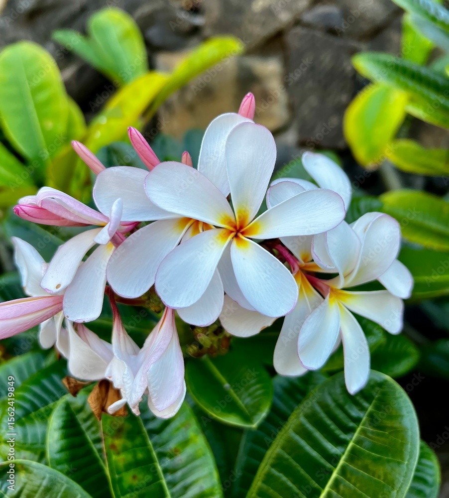 Fototapeta premium frangipani plumeria flower