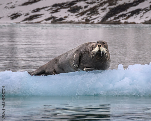 A bearded seal floats on some ice