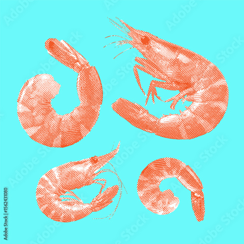 Shrimp, shrimp vector, shrimp illustration, line drawing on blue background.