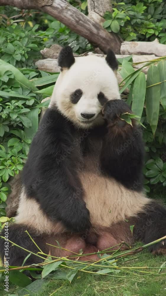 Cute giant panda bear eating bamboo close up. Vertical video 4k Cute giant panda bear eating bamboo close up. Vertical video 4k
