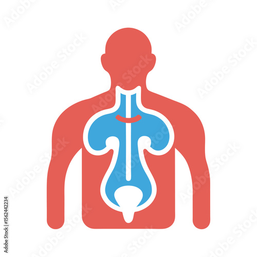 Human endocrine