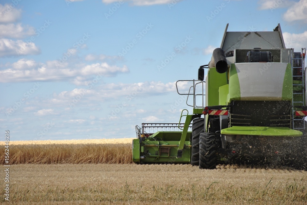 Fototapeta premium rear view of a combine harvester working in the field. harvesting in a field on a sunny day