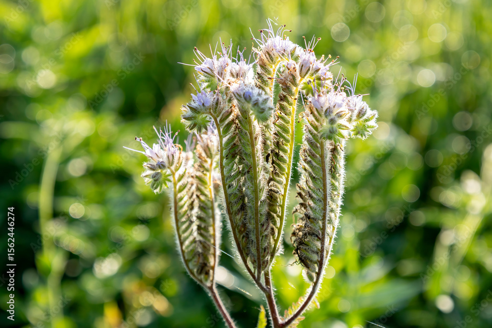 Naklejka premium Phacelia tanacetifolia flower heads going to seed.