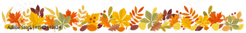 Autumn horizontal border with orange, yellow, green leaves and branches of red berry isolated on white background. Autumn seasonal background with colored leaves