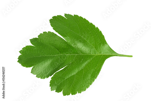 Green leaves of hawthorn berries isolated on white background. Top view. Flat lay.