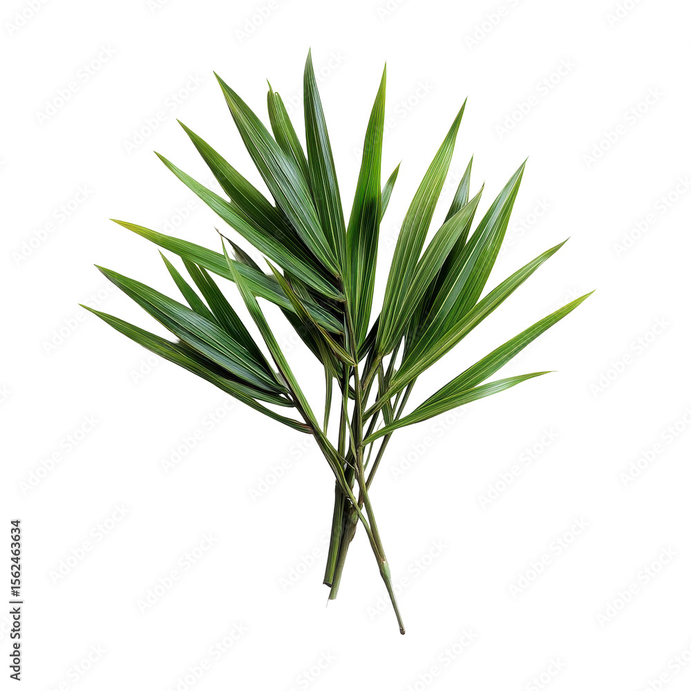 Fototapeta premium Pandanus palm leaves displayed on a Transparent background showcasing their vibrant green color and unique shape, Pandanus Palm isolated on PNG background