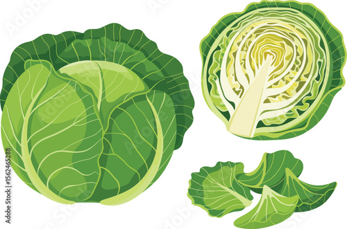 A Trio of Cabbage Illustrations Whole, Halved, and Loose Leaves Representing Freshness and Culinary Uses in Food Preparation Vector illustration